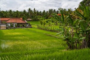 Bali rice field village