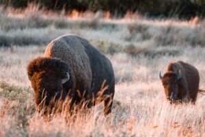 bison prairie great plains