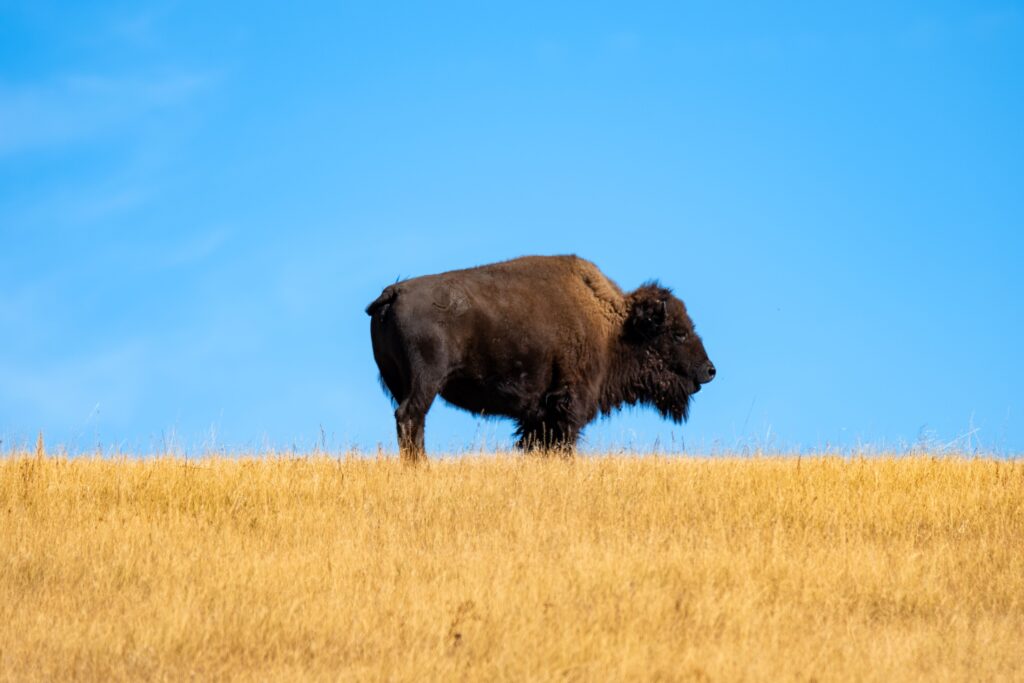 bison prairie great plains